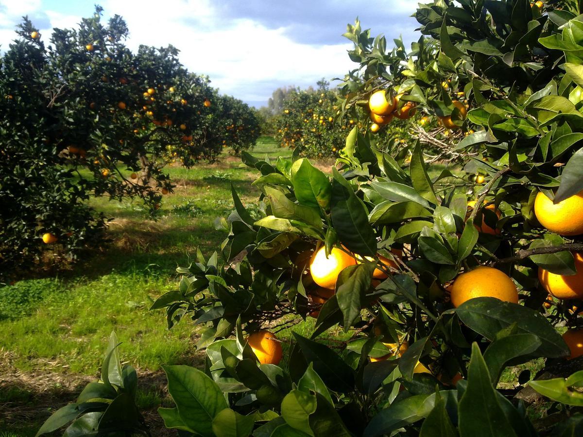 Su Canonigu Agriresort Tortolì المظهر الخارجي الصورة